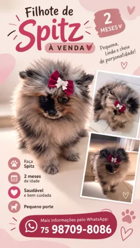 Lulu da pomerania fêmea 