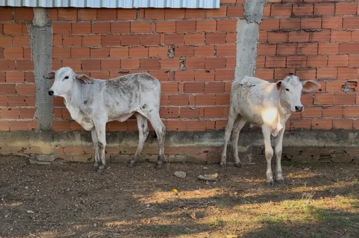 3 Bezerras (Anápolis)