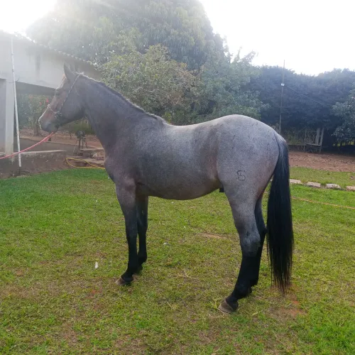 Cavalo QM