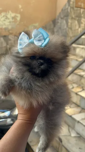 Lulu da Pomerania femea