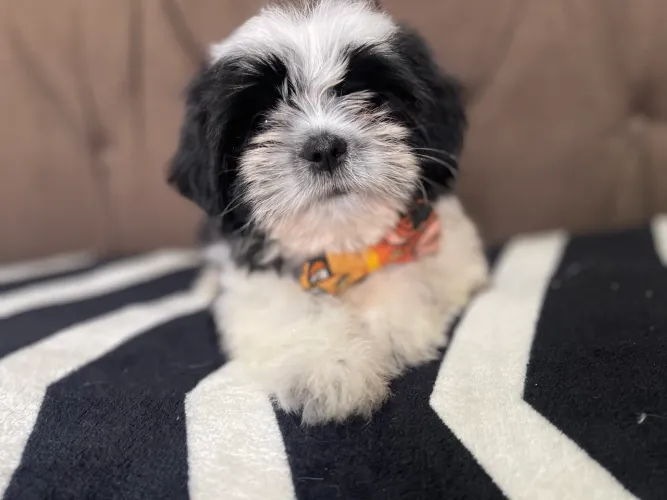 Shihtzu macho