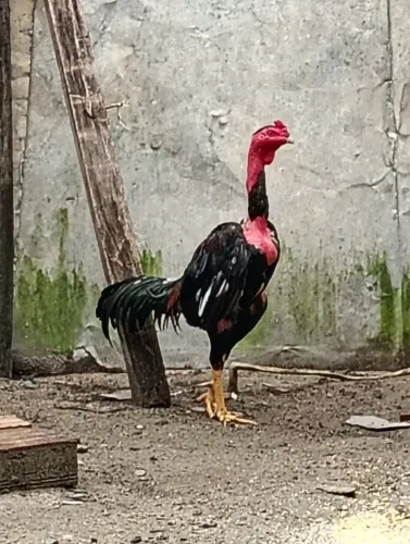 Galo de raça gogó