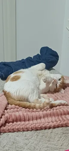 Doação gato macho