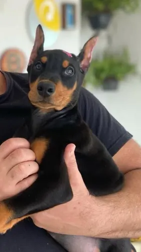 Filhotes Dobermann 