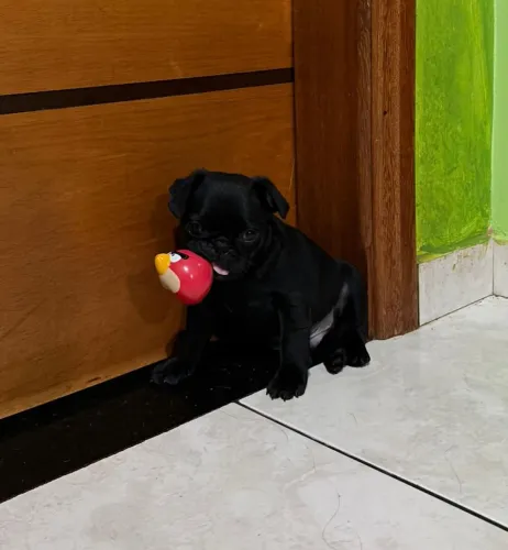 Pugs filhotes 