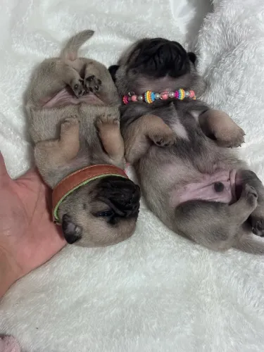 Pugs machos para reserva