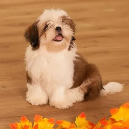 Filhotes de Shih Tzu | Tem novidade por aqui: venha conhecer nossos filhotes!