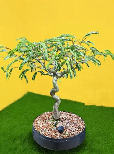 Pré bonsai
