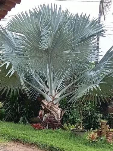 Palmeira Azul