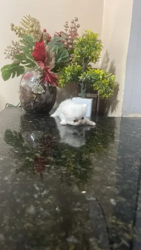 GATO PERSA BRANCO 2 RISCO CINZA MACHO CARUARU