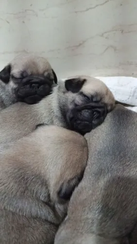 Filhotes de pug disponível 
