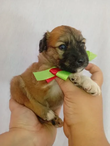 poodle x maltes so 280 Respondo pelo 9975I649I
