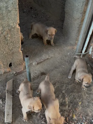 Vendo filhotes de fila brasileiro com vira lata