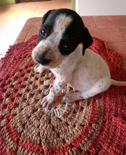 Vendo filhotes de dálmata mestiço
