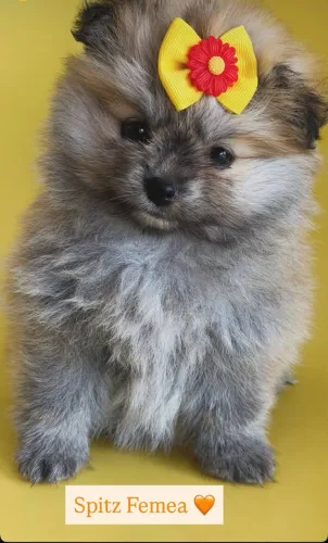 Spitz Alemão Lulu