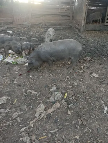 Suínos