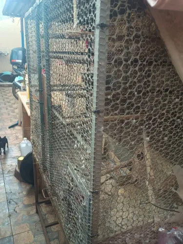 Viveiro para animais