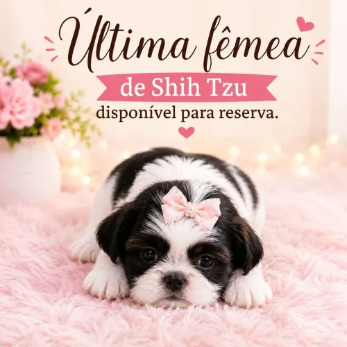 Shih-tzu fêmea disponível para a reserva.
