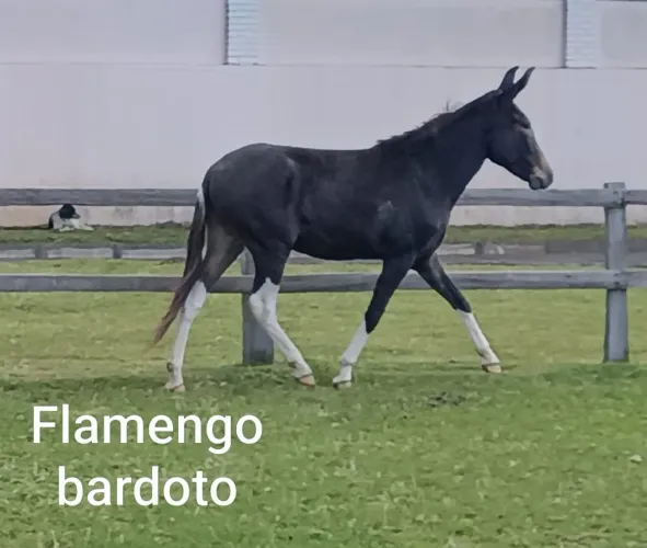 Burro Preto Marcha Picada