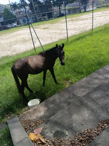 Cavalo 