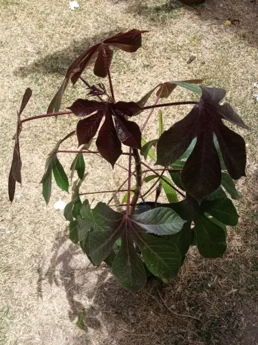 Pião roxo