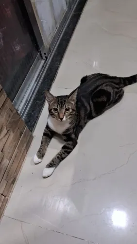 Gato maravilhoso para adoção