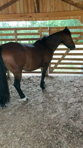 Vendo cavalo crioulo