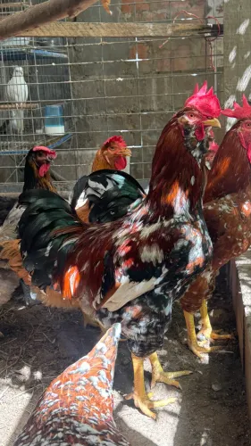Frango Barbudo