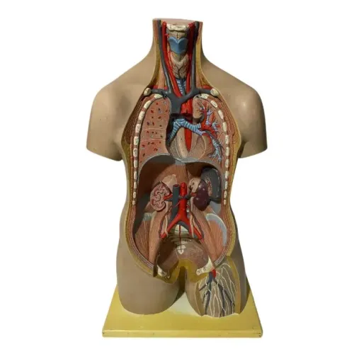 Torso Humano 85 Cm Abertura Nas Costa