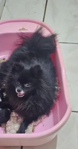 Lulu da Pomerania Adulta