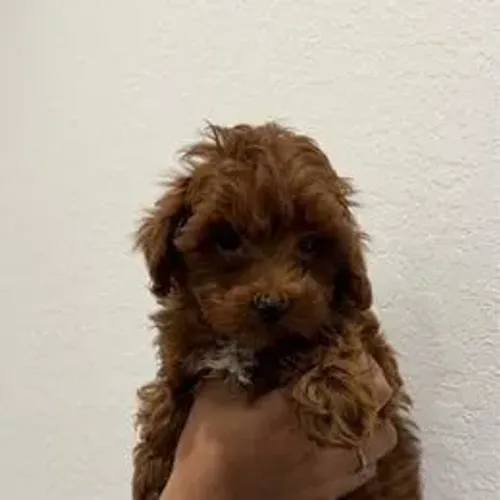 Poodle,Poodle Filhote Pronto para Novo Lar com Muito Carinho e Elegância