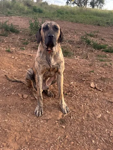 FILHOTE FILA BRASILEIRO