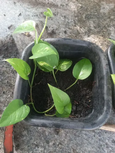 Plantas samabaia jiboa