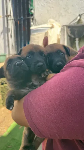 Filhote Pastor Malinois Puro