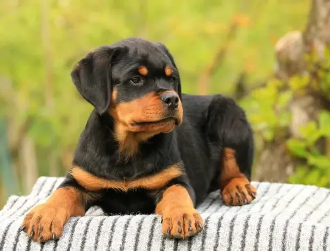 ? Rottweiler | Filhotes Impressionantes Para Uma Nova Família