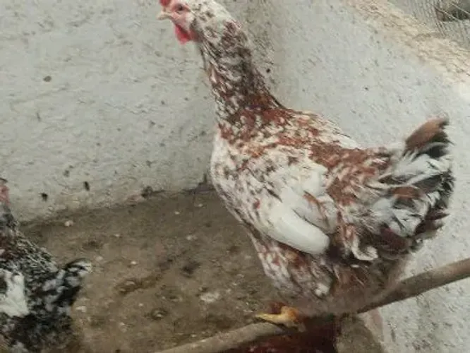 Galinha e pinto gsb avenda