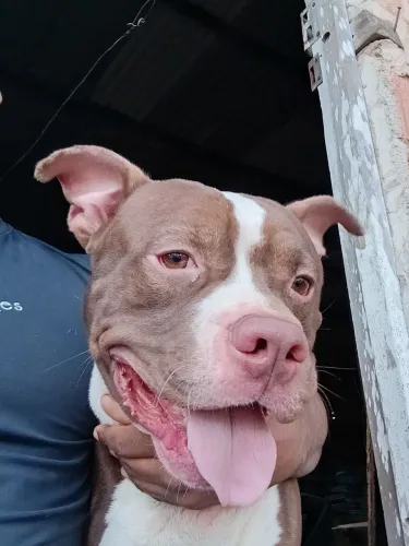 Doação de pitbull 
