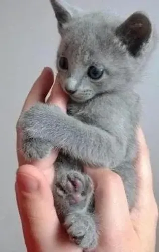Russian Blue Machos e Femeas 
