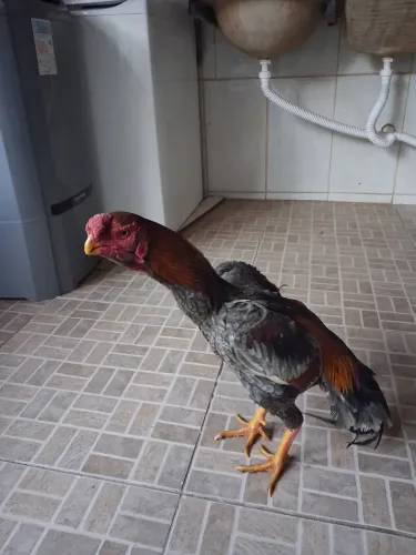 Frango índio bico curto!!!