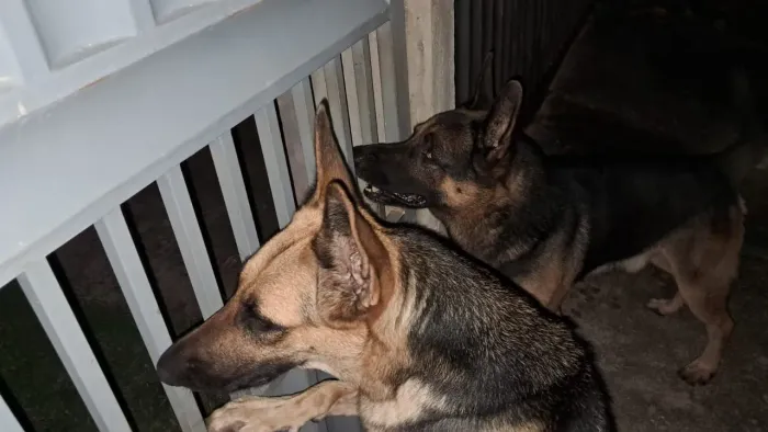 Filhote de pastor alemão, pra quem procura um cão de guarda.