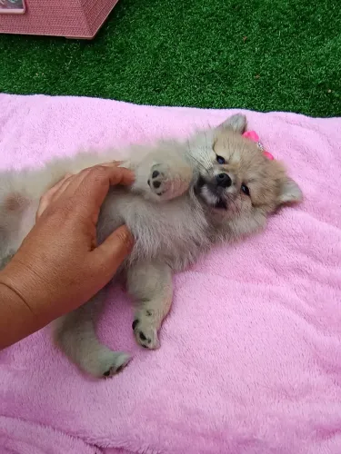 Spitz Alemão Anã fêmea com pedigree, entregamos