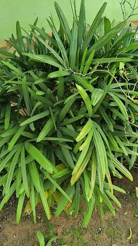 Palmeira rafis
