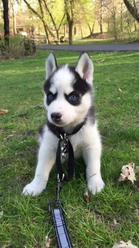 Husky siberiano Uma nova amizade espera por você