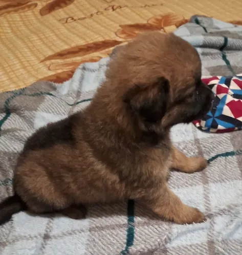 Lhasa Apso Fêmea 