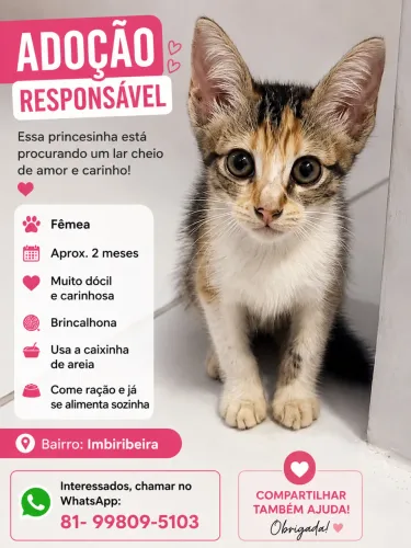 Adoção / Doação de Gatinha
