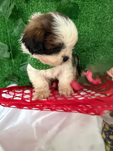 Filhote de shih tzu macho e fêmea