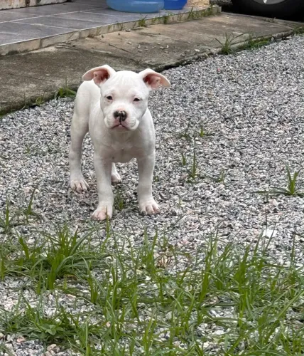 American Bully Pocket filhote