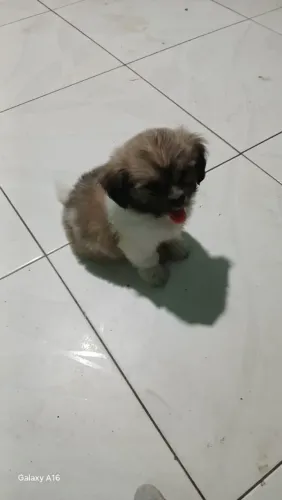 Cachorro Shitzu