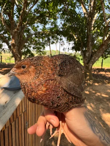 Codorna Gigante Macho