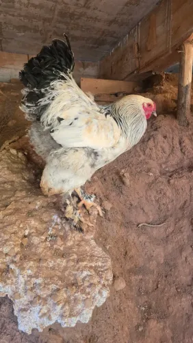 Vendo galos caipira 